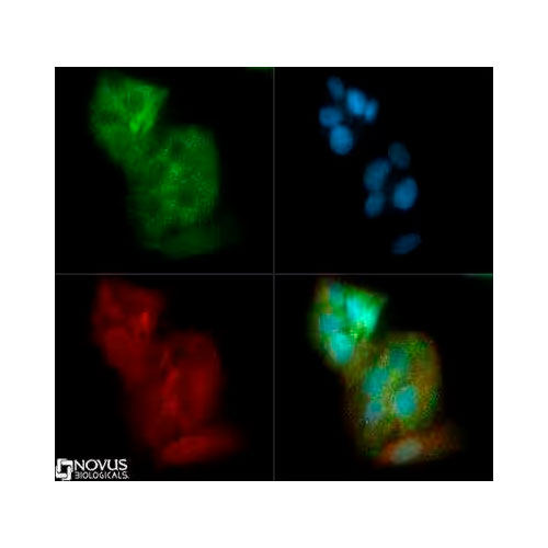 28177. GLUT2 ANTIBODY-BSA FREE 0.1ML NOVUS BIOLOGICALS