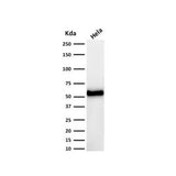 51406. P53 ANTIBODY (DO-7) 0.1MG - NOVUS BIOLOGICALS