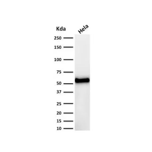 51406. P53 ANTIBODY (DO-7) 0.1MG - NOVUS BIOLOGICALS