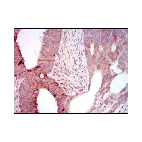 52081. ANTICUERPO MELK (2G2) - SIN BSA 0,025 ML -  NOVUS BIOLOGICALS