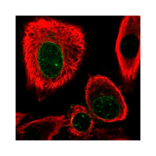 29547. ANNEXIN V ANTIBODY 0.1ML NOVUS BIOLOGICALS