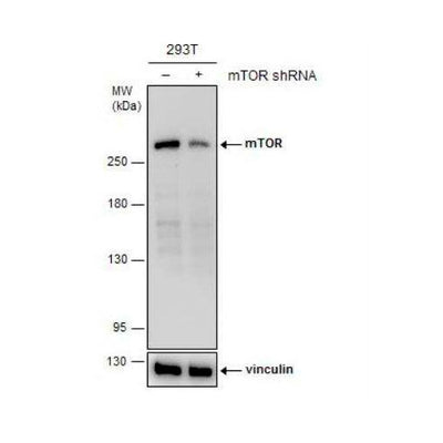 29993. TOR/MTOR ANTIBODY (6611) 0.1ML NOVUS BIOLOGICALS