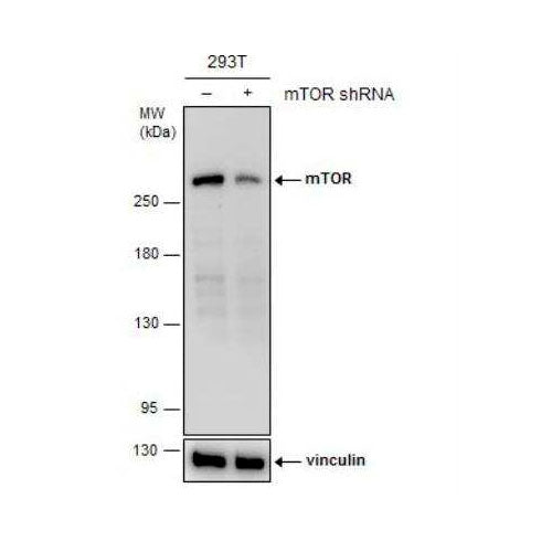 29993. TOR/MTOR ANTIBODY (6611) 0.1ML NOVUS BIOLOGICALS