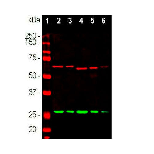 28169. CALRETININ ANTIBODY 0.1ML NOVUS BIOLOGICALS