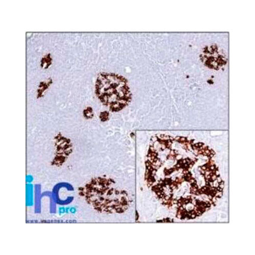 28184. INTEGRIN ALPHA 5/CD49E ANTIBODY (SNAKA51) BSA FREE 0.025ML NOVUS BIOLOGICALS