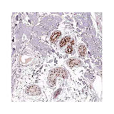 28175. EN1/ENGRAILED 1 ANTIBODY 100UL NOVUS BIOLOGICALS