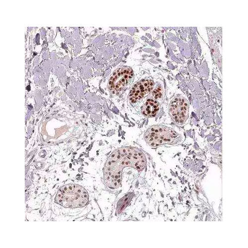 28175. EN1/ENGRAILED 1 ANTIBODY 100UL NOVUS BIOLOGICALS