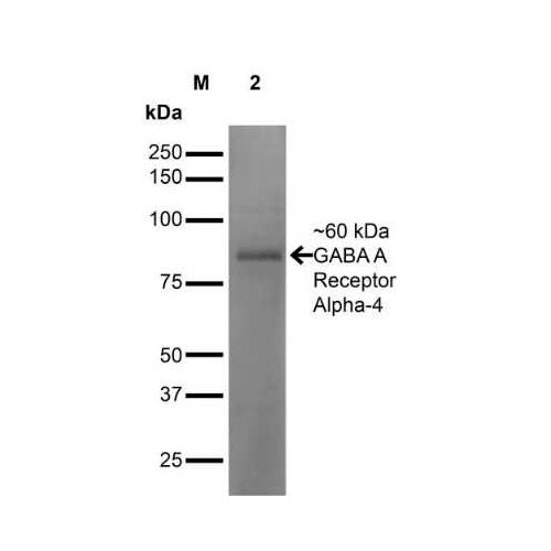 29544. ANTIBODY MONOCLONAL (S398A-34]) ANTI GABA AR ALPHA 4 NOVUS BIOLOGICALS