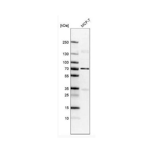 29988. LAMIN B1 ANTIBODY (CL3929) 25UL NOVUS BIOLOGICALS
