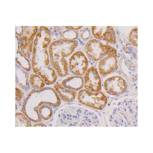 51172. CD9 ANTIBODY (SA35-08) 100UL - NOVUS BIOLOGICALS