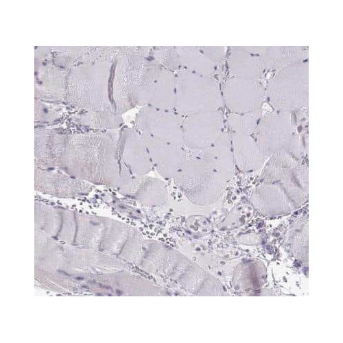 29549. OXYTOCIN/NEUROPHYSIN I ANTIBODY 100UL NOVUS BIOLOGICALS
