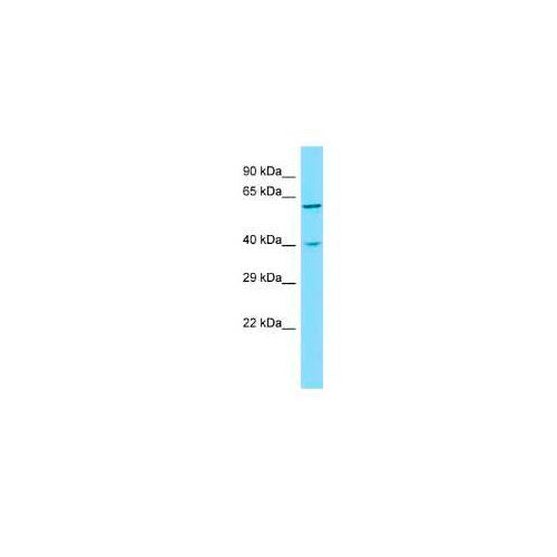 28195. SYT10 ANTIBODY 0.1ML NOVUS BIOLOGICALS