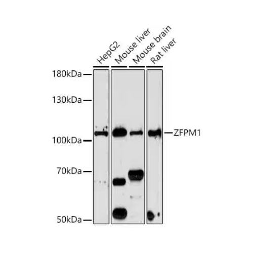 51171. ZFPM1 ANTIBODY 0.1ML - NOVUS BIOLOGICALS