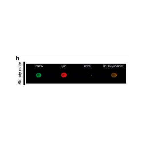29545. GPR81 ANTIBODY BSA FREE 0.05ML NOVUS BIOLOGICALS