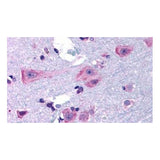 51195. ANTI-DRD3/DOPAMINE RECEPTOR D3 - INVITROGEN
