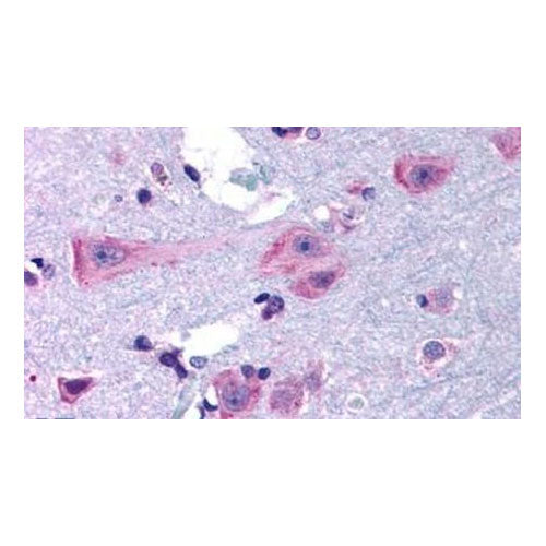 51195. ANTI-DRD3/DOPAMINE RECEPTOR D3 - INVITROGEN