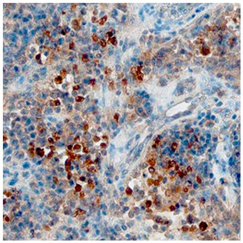 28662. CXCL13 POLYCLONAL ANTIBODY 100UG INVITROGEN