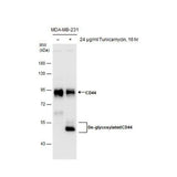 51185. CD44 POLYCLONAL ANTIBODY, 100UL, - PIERCE