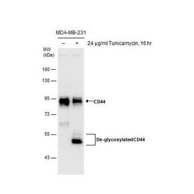 51185. CD44 POLYCLONAL ANTIBODY, 100UL, - PIERCE