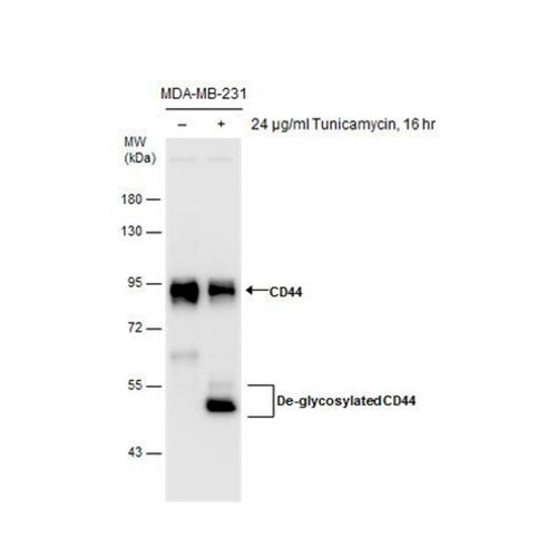 51185. CD44 POLYCLONAL ANTIBODY, 100UL, - PIERCE