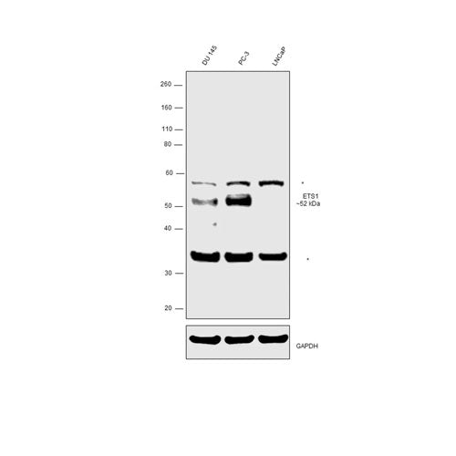 51194. ETS1 POLYCLONAL ANTIBODY 100UL - INVITROGEN