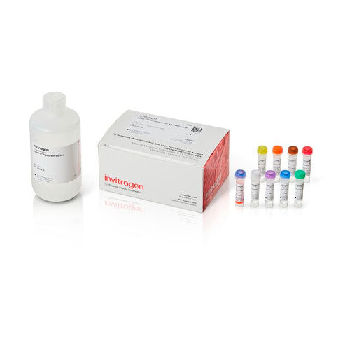 29312. KIT DE ENSAYO DE PROTEINAS QUANT-IT INVITROGEN