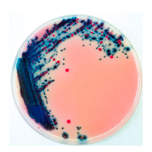 29347. AGAR BASE RAMBACH 5000ML CHROMOAGAR