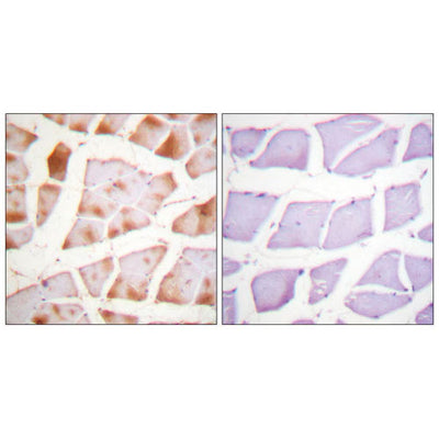 51143. ANTICUERPO ANTI-ACTINA PRODUCIDO EN CONEJO 100UG - SIGMA-ALDRICH