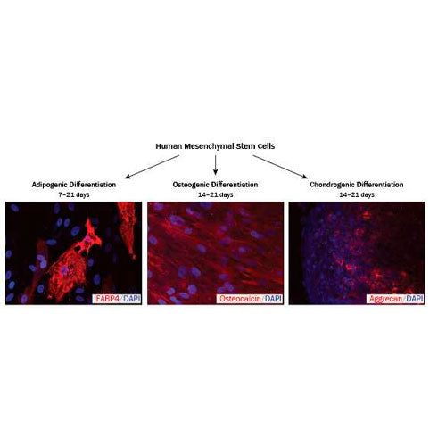 29260. HUMAN MENSENCHYMAL STEM CELL FUNCTIONAL IDENTIFICATION KIT R&D SYSTEMS