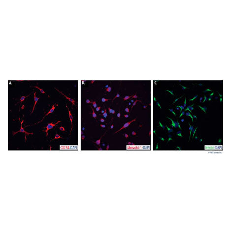 29588. HUMAN/MOUSE/RAT NEUTRAL PROGENITOR CELL MARKER ANTIBODY PANEL KIT R&D SYSTEMS