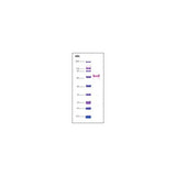 24943. RNA POLYMERASE II C-TERMINAL HUMAN 10UG SIGMA-ALDRICH