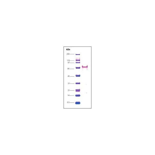 24943. RNA POLYMERASE II C-TERMINAL HUMAN 10UG SIGMA-ALDRICH