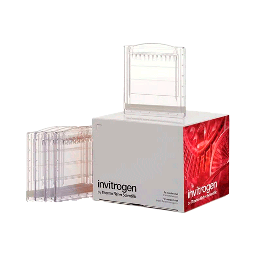 27564. MINIGEL DE PROTEINAS TRIS-GLICINA 10%, 1.0MM WEDGEWELL C/10 NOVEX INVITROGEN