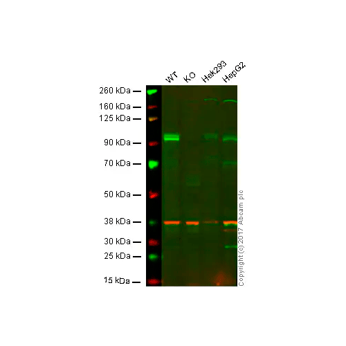 27997. RECOMBINANT ANTI-GAB1 ANTIBODY (EPR375) 100UL ABCAM