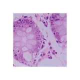 21715. KIT DE INCLUSION JB-4 - POLYSCIENCES