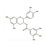17966. STD (-)-EPICATECHIN GALLATE 20MG - EXTRASYNTHESE