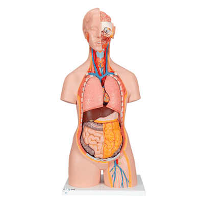 26248. TORSO CLÁSICO C/ESPALDA ABIERTA 18 PARTES 3B SCIENTIFIC