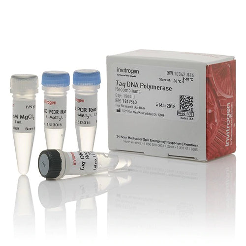 53615. TAQ DNA POLIMERASA RECOMBINANTE (CLONADA) 3X500U - INVITROGEN
