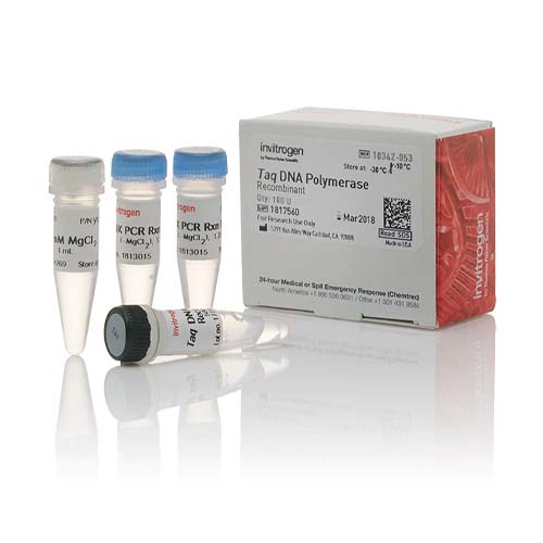 15764. TAQ DNA POLYMERASA RECOMBINANTE 100 UNIDADES - INVITROGEN