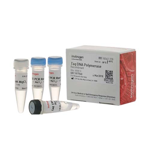 55456. TAQ DNA POLYMERASE RECOMBINANT 5000 UNITS - INVITROGEN