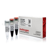 53562. 50 BP DNA LADDER 50UG - INVITROGEN