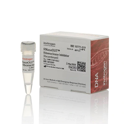 53524. INHIBIDOR DE RIBONUCLEASA RECOMBINANTE RNASEOUT 5000U - INVITROGEN