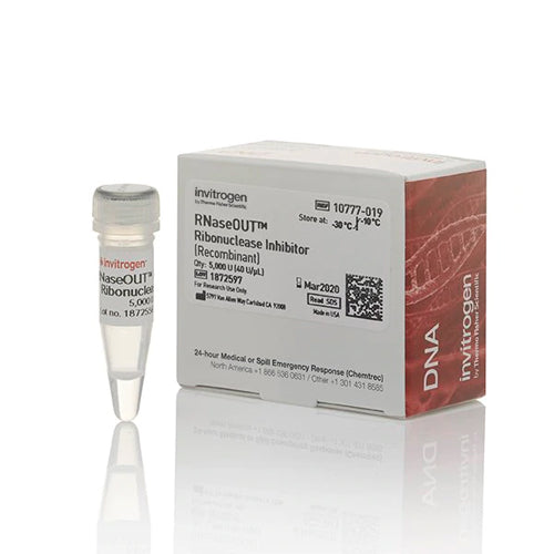 4491. INHIBIDOR DE RIBONUCLEASA RECOMBINANTE RNASEOUT 5000U - INVITROGEN