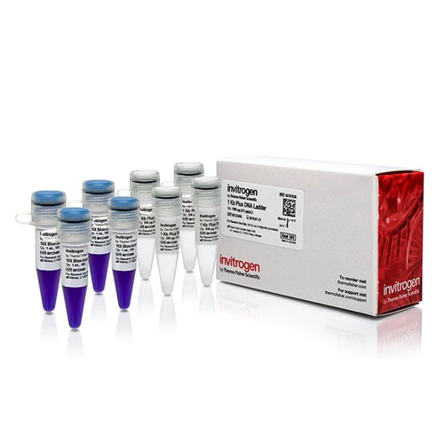 3636. 2 KB PLUS DNA LADDER 1000UG - INVITROGEN