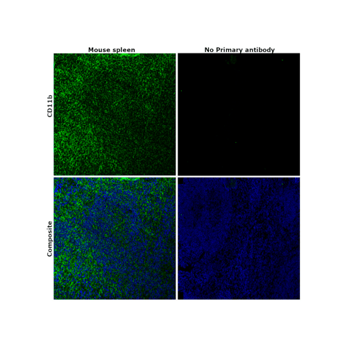 26869. CD11B MONOCLONAL ANTIBODY (M1/70) 100UG EBIOSCIENCE INVITROGEN