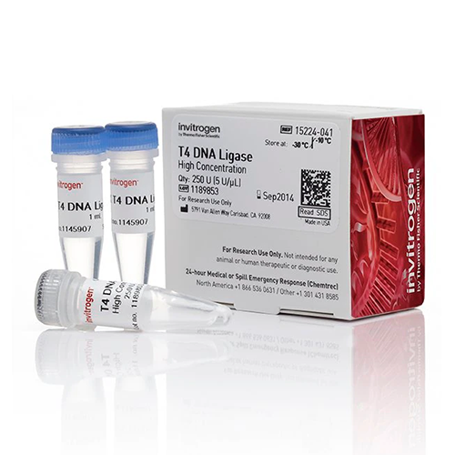 6177. ADN LIGASA T4 (5U/UL) 250 UNIDADES  - INVITROGEN