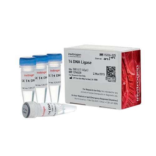13597.T4 DNA LIGASE 1U/UL 4 X 500 UNITS - INVITROGEN