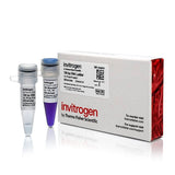 50724. 100 BP DNA LADDER 50UG - INVITROGEN