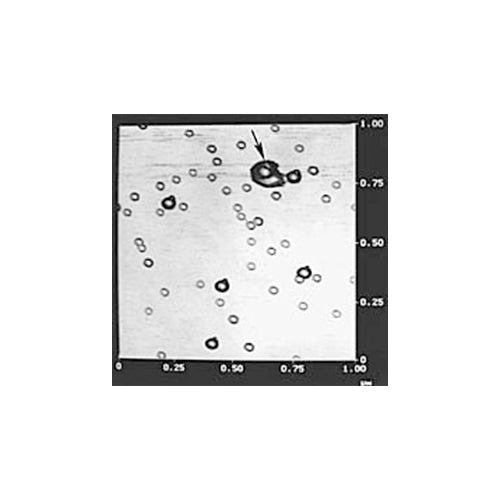 11151. KIT ESTANDAR DE CALIBRACION AFM GOLD C/2 TAMAÑOS DE ORO ADICIONALES 10 Y 20NM - TED PELLA