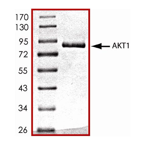 25718. RECOMBINANT HUMAN ACTIVE AKT1 PROTEIN CF 10UG R&D SYSTEMS
